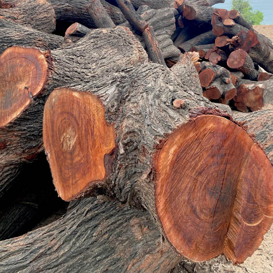 Acacia_wood